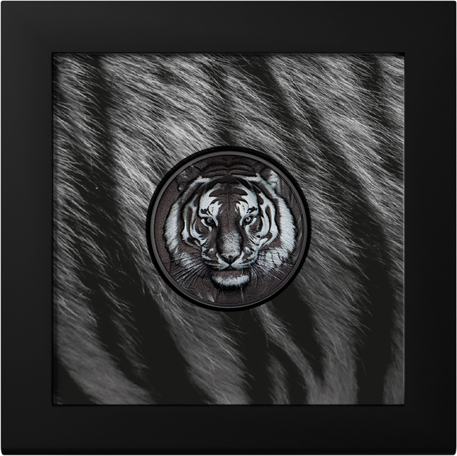 Tygr 2025, 1 oz stříbra v etuji